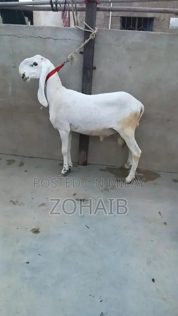 Larkana Dumba Goat for Qurbani and Breeding - Premium Quality