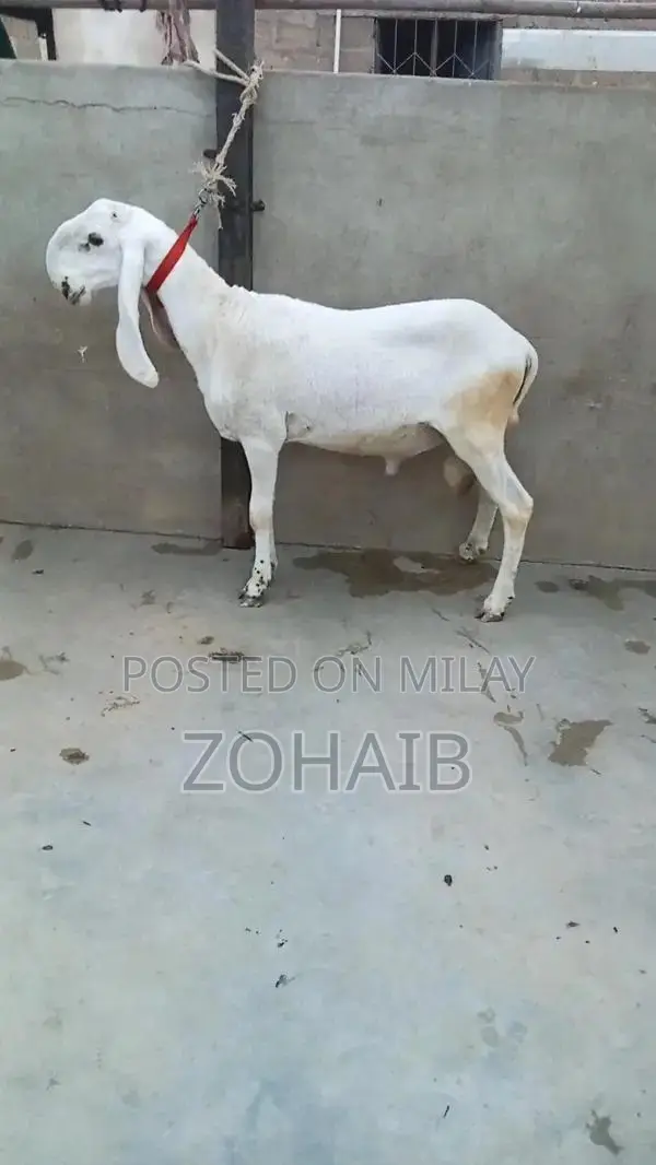 Larkana Dumba Goat for Qurbani and Breeding - Premium Quality