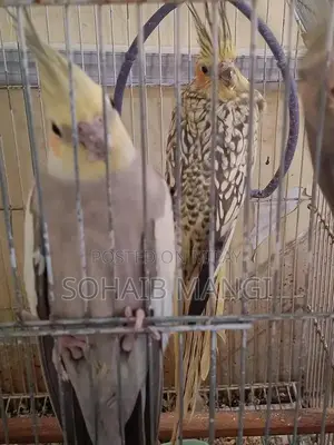 Photo - Cockatiel Breeder Pair with Two Young Chicks