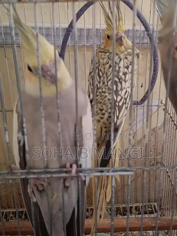 Cockatiel Breeder Pair with Two Young Chicks