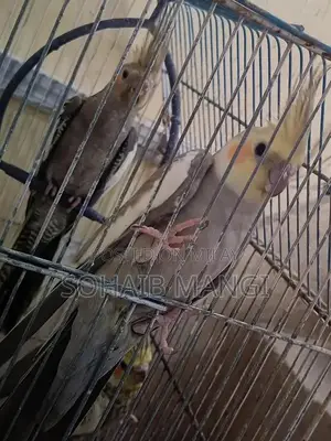 Cockatiel Breeder Pair with Two Young Chicks