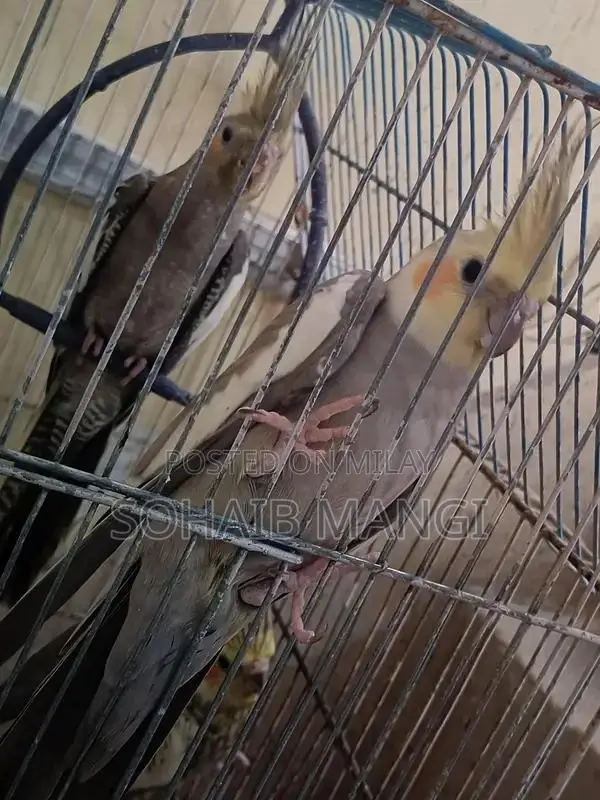 Cockatiel Breeder Pair with Two Young Chicks