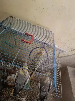 Cockatiel Breeder Pair with Two Young Chicks