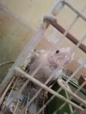 Cockatiel Breeder Pair with Two Young Chicks