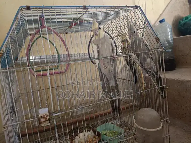 Cockatiel Breeder Pair with Two Young Chicks