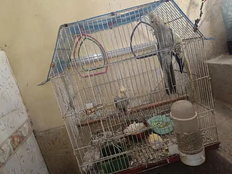 Cockatiel Breeder Pair with Two Young Chicks
