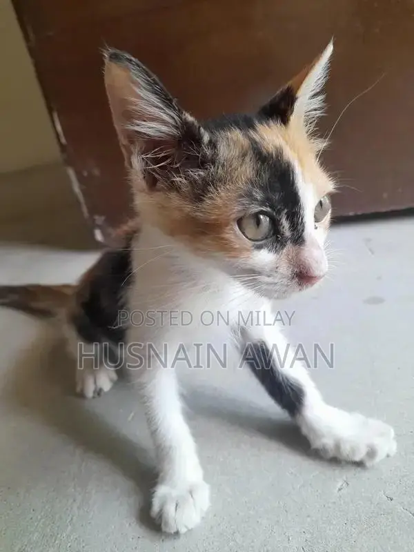 Adorable Street Cat Companion - Charming and Lovable Pet