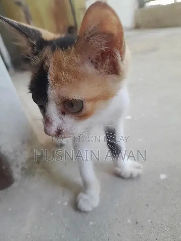 Adorable Street Cat Companion - Charming and Lovable Pet