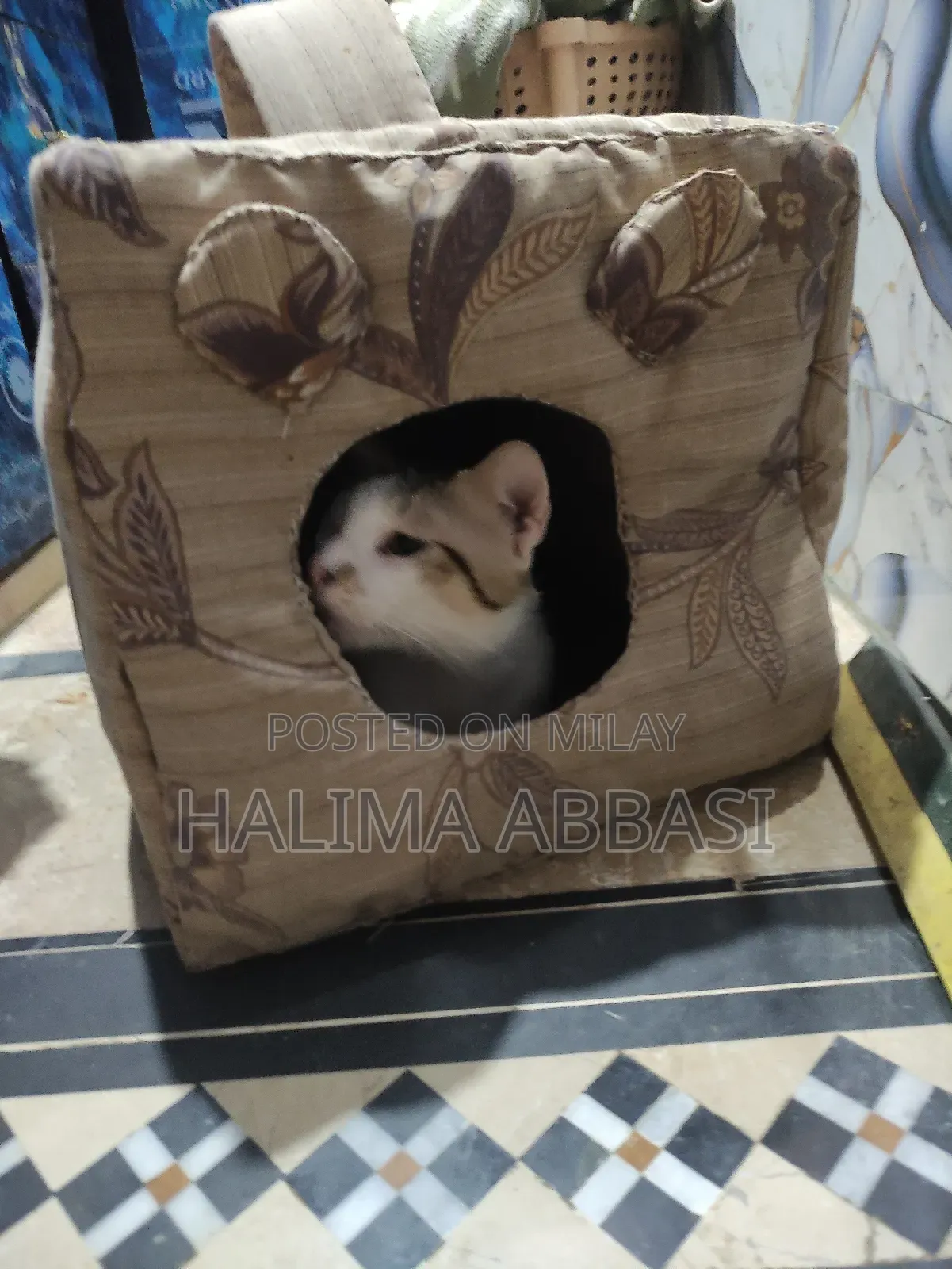 Miu Color Outdoor Cat House, Large Weatherproof Cat Houses for Outdoor