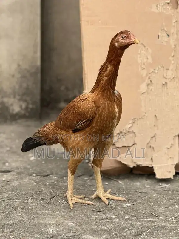 Large Size Female Chicken Egg Layer