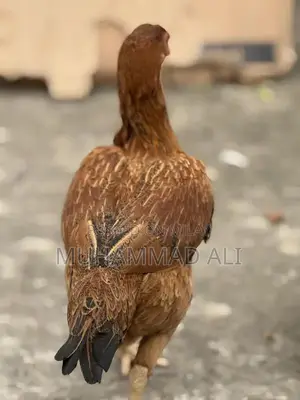 Large Size Female Chicken Egg Layer