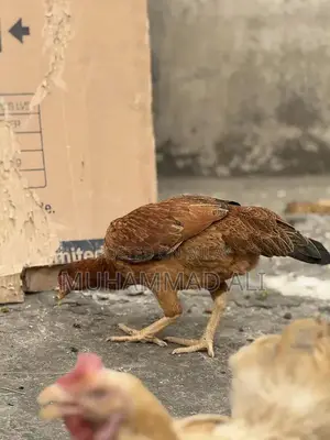 Large Size Female Chicken Egg Layer