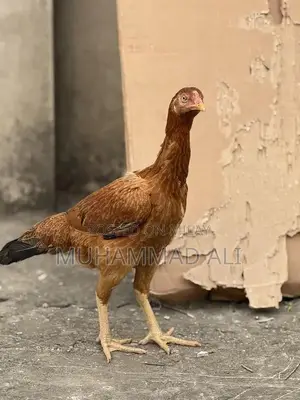 Large Size Female Chicken Egg Layer