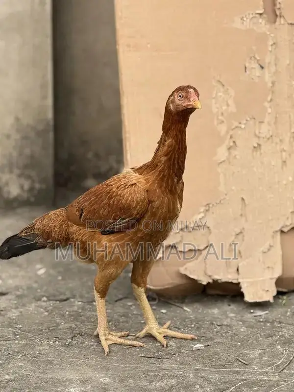Large Size Female Chicken Egg Layer