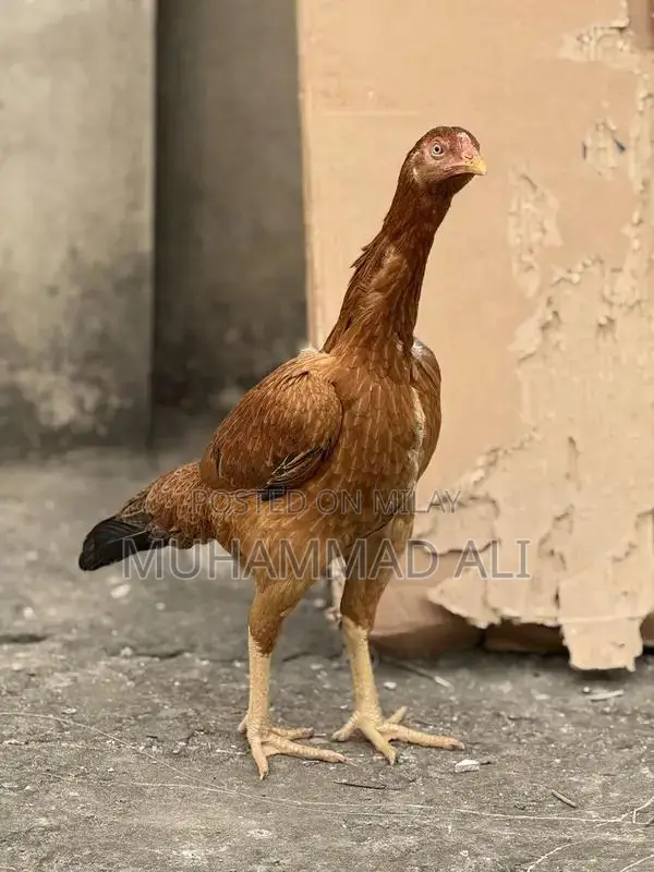 Large Size Female Chicken Egg Layer