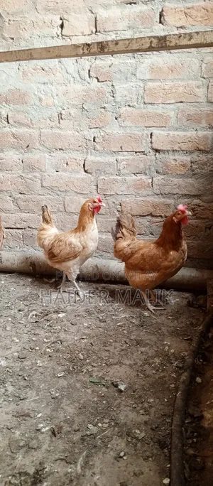 Andy Wali Murgi for Sale