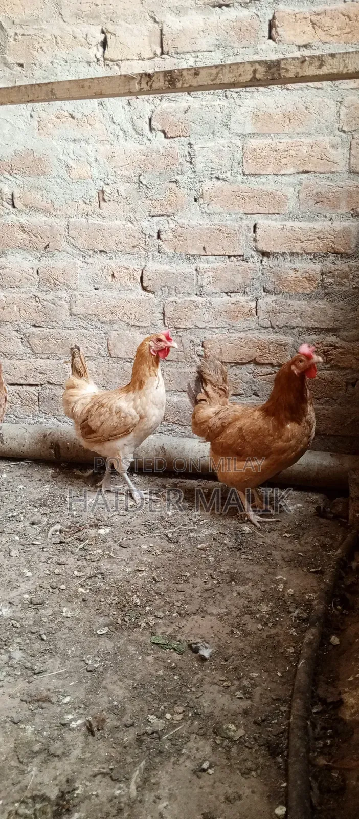 Andy Wali Murgi for Sale