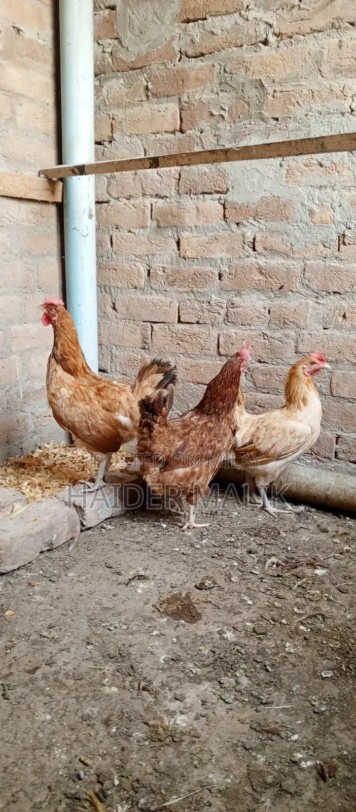 Andy Wali Murgi for Sale