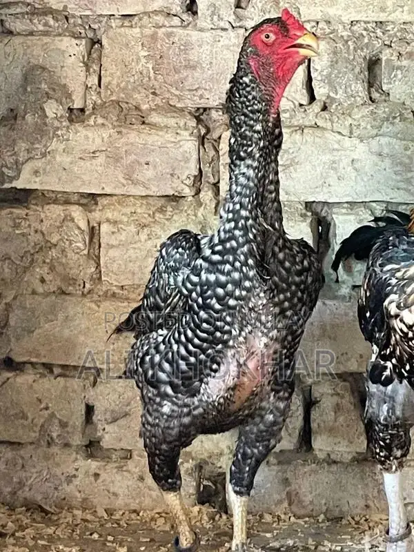 Pure White Shamo Chicken - Rare Aseel Breed Hen