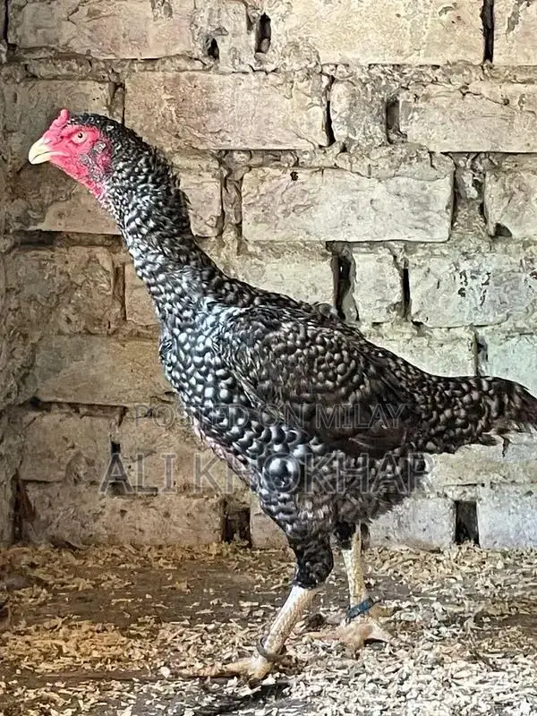 Pure White Shamo Chicken - Rare Aseel Breed Hen