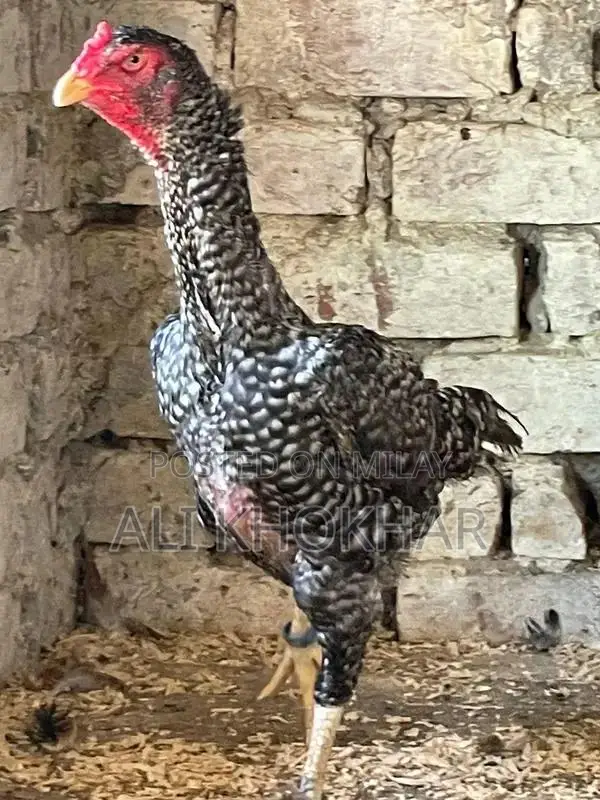 Pure White Shamo Chicken - Rare Aseel Breed Hen