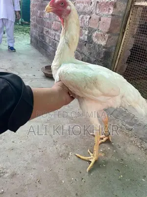 Pure White Shamo Chicken - Rare Aseel Breed Hen