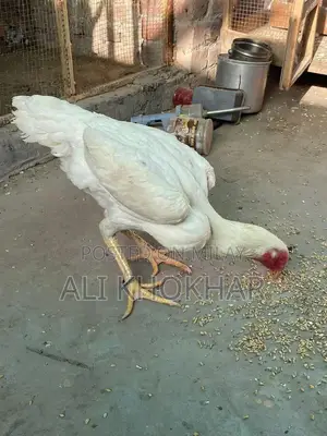 Pure White Shamo Chicken - Rare Aseel Breed Hen
