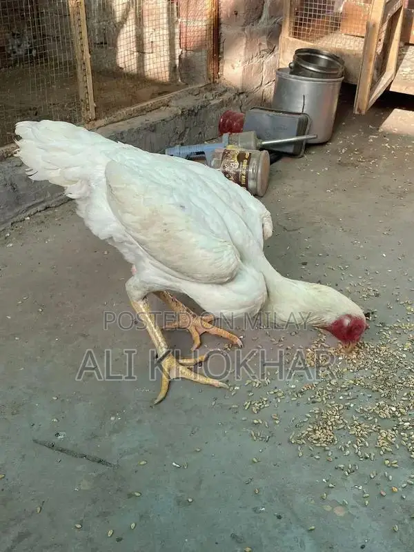 Pure White Shamo Chicken - Rare Aseel Breed Hen