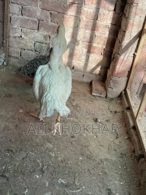 Pure White Shamo Chicken - Rare Aseel Breed Hen