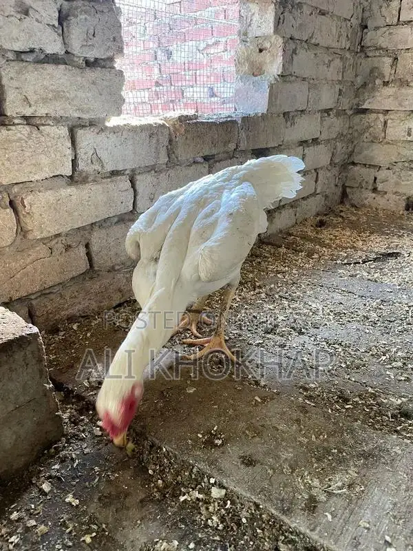 Pure White Shamo Chicken - Rare Aseel Breed Hen