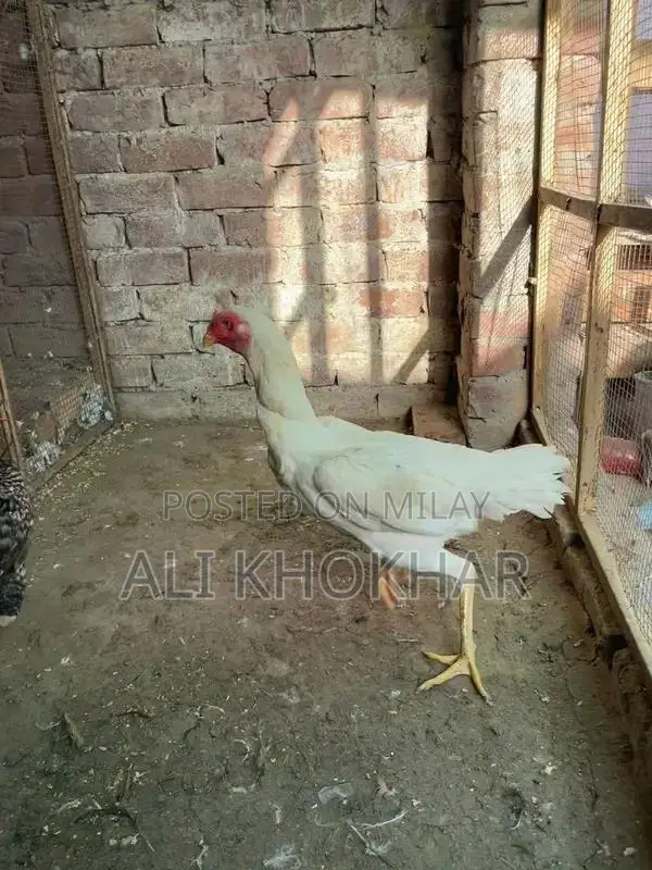 Pure White Shamo Chicken - Rare Aseel Breed Hen