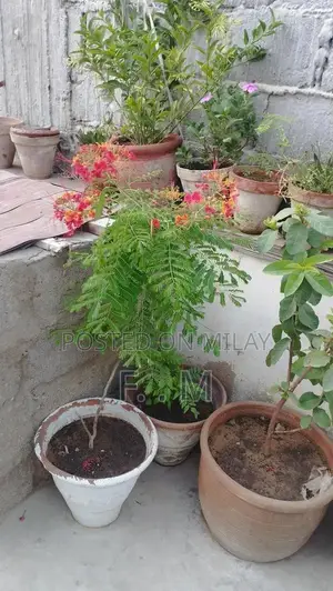 Photo - Variety of Healthy Potted Plants and Bonsai