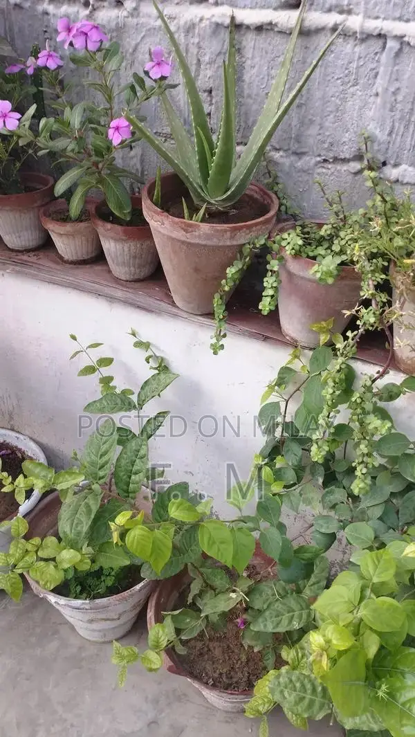 Variety of Healthy Potted Plants and Bonsai