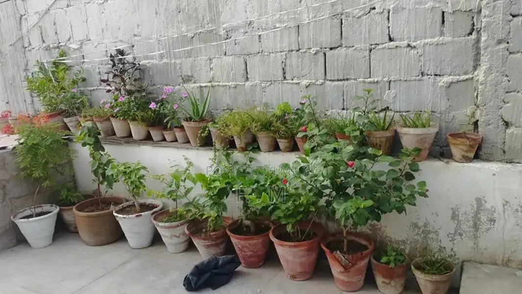 Variety of Healthy Potted Plants and Bonsai