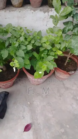 Variety of Healthy Potted Plants and Bonsai