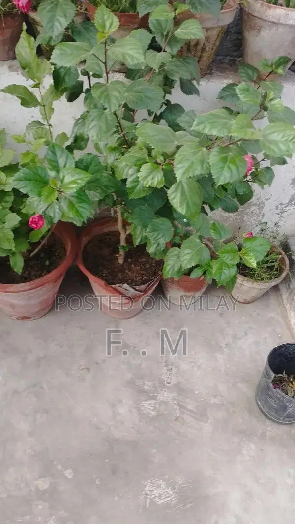 Variety of Healthy Potted Plants and Bonsai