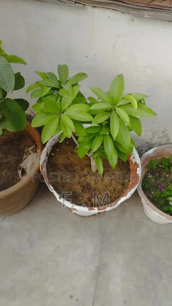 Variety of Healthy Potted Plants and Bonsai