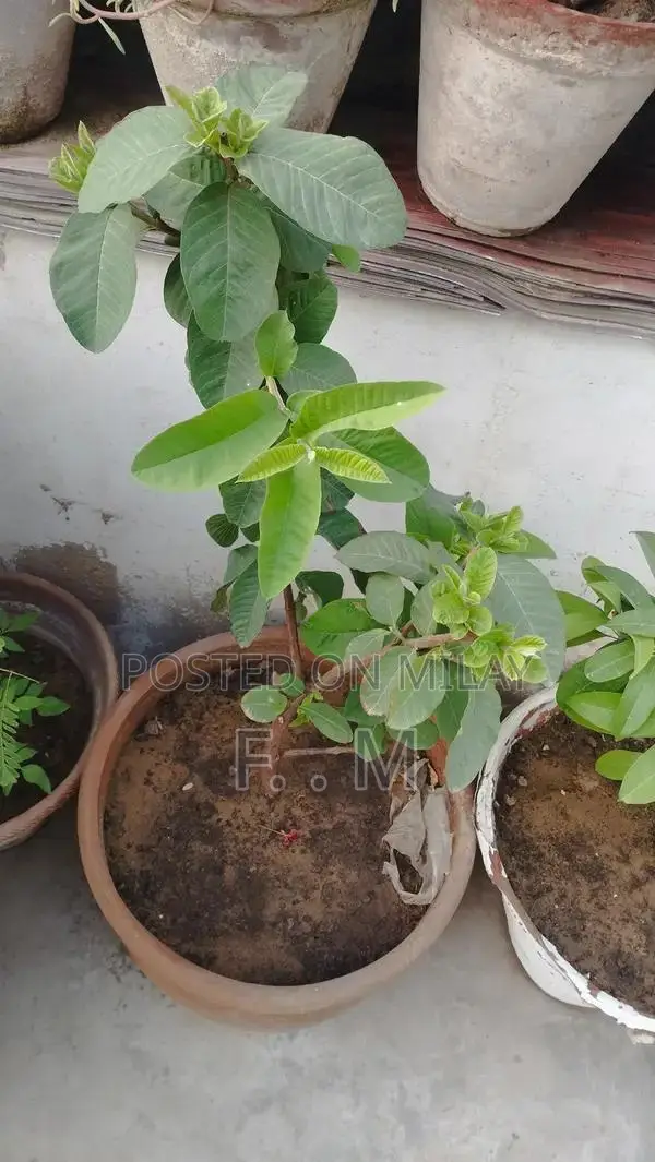 Variety of Healthy Potted Plants and Bonsai