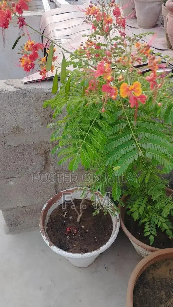 Variety of Healthy Potted Plants and Bonsai
