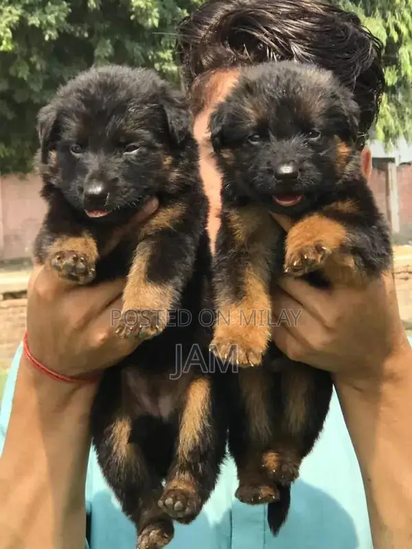 German Shepherd Long Coat Puppy - Premium Quality Companion