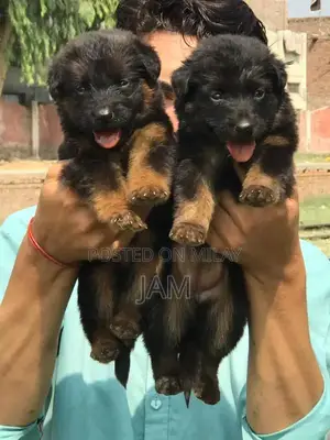 German Shepherd Long Coat Puppy - Premium Quality Companion