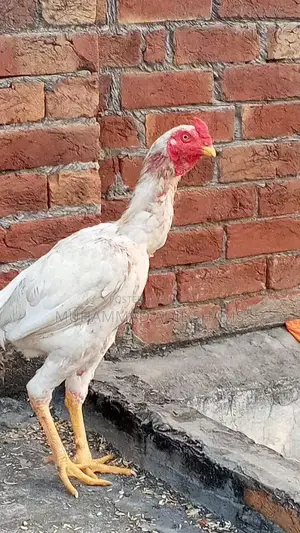 Fresh Desi Rooster and Farm Eggs - Healthy Poultry