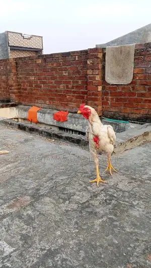 Fresh Desi Rooster and Farm Eggs - Healthy Poultry