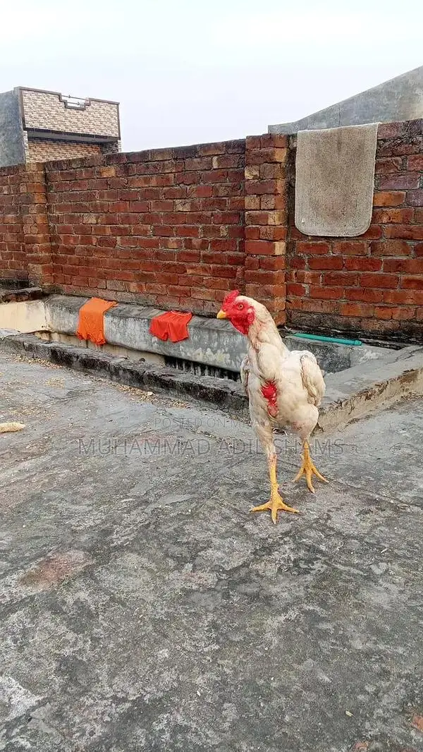 Fresh Desi Rooster and Farm Eggs - Healthy Poultry