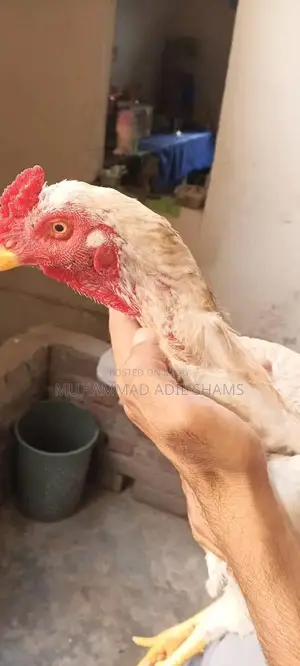 Fresh Desi Rooster and Farm Eggs - Healthy Poultry