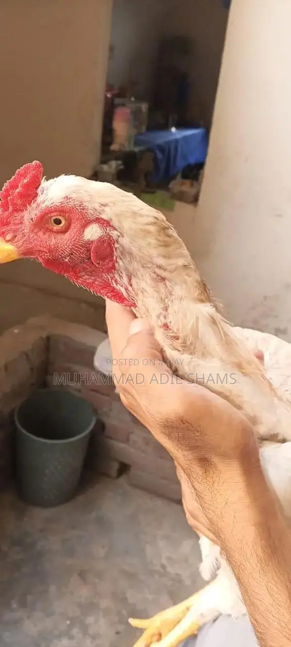 Fresh Desi Rooster and Farm Eggs - Healthy Poultry