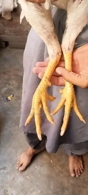 Fresh Desi Rooster and Farm Eggs - Healthy Poultry