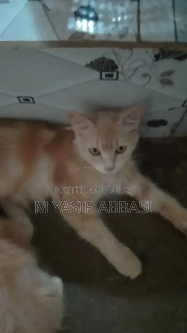 Purebred Persian Cat - Adorable Companion