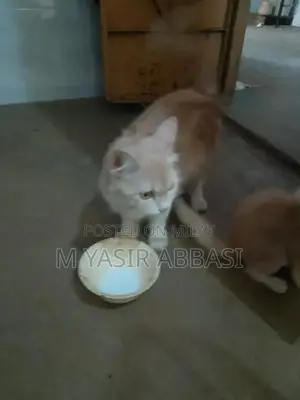 Purebred Persian Cat - Adorable Companion