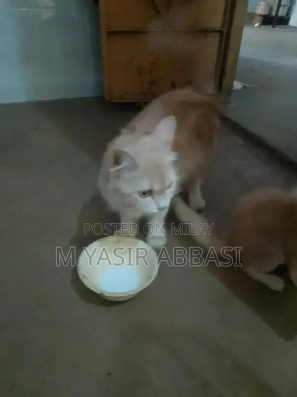 Purebred Persian Cat - Adorable Companion